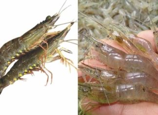 Distinguishing Between Shrimp and Prawn