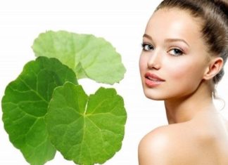 Unlock the beauty secrets using purslane to improve hydration and fight aging for your skin