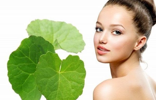Unlock the beauty secrets using purslane to improve hydration and fight aging for your skin