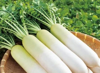 Surprisingly Affordable and Beauty-Boosting Radishes: A Must-Buy for Your Kitchen!