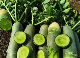 “Japanese Key Vegetable: Cheap and Healthy Option in Vietnamese Markets, Delicious and Nutritious when Cooked this Way”