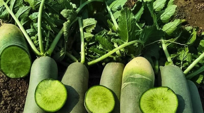 “Japanese Key Vegetable: Cheap and Healthy Option in Vietnamese Markets, Delicious and Nutritious when Cooked this Way”