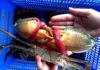 Tips for choosing delicious sea crab that every homemaker needs to know