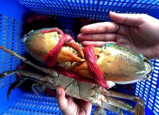 Tips for choosing delicious sea crab that every homemaker needs to know