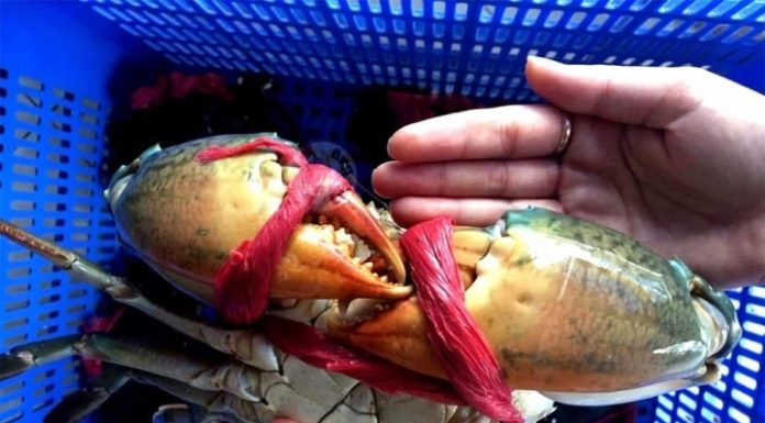 Tips for choosing delicious sea crab that every homemaker needs to know