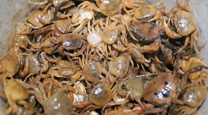 Cooking crab soup with bricks, adding just the right amount of sweet and sourness, restaurant-quality flavor.