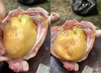 Should you eat or discard the fat on chicken belly?