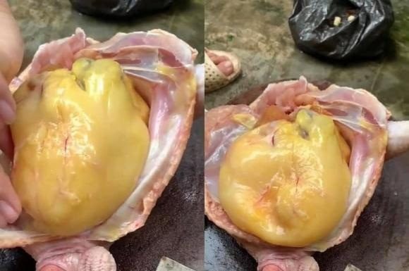 Should you eat or discard the fat on chicken belly?