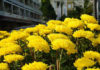 Should I Plant Chrysanthemums in Front of My House? Do Chrysanthemums Bring Good Luck or Bad Luck in Feng Shui?
