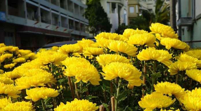 Should I Plant Chrysanthemums in Front of My House? Do Chrysanthemums Bring Good Luck or Bad Luck in Feng Shui?