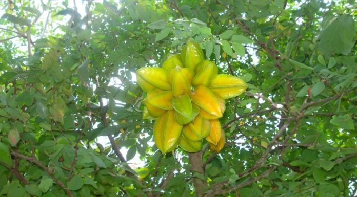 The Starfruit Success Story: Unveiling the Secrets to Inviting Abundance and Good Luck Indoors