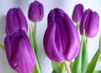 The Ultimate Guide to Zodiac Sign Color Compatibility: Unlocking the Secrets of the Stars Through Color.