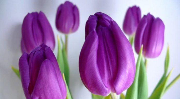 The Ultimate Guide to Zodiac Sign Color Compatibility: Unlocking the Secrets of the Stars Through Color.