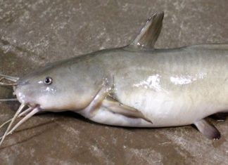 7 Types of Fish You Must Buy Immediately at the Market: Affordable and Nutrient-rich, No Worries about Weight Gain