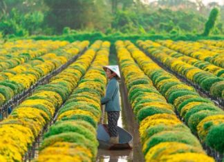 Explore the irresistible Tet travel tours to the Western region for under 3 million đồng