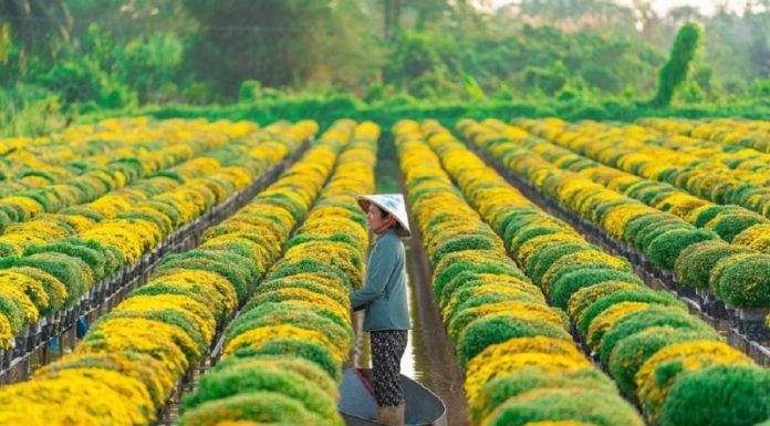 Explore the irresistible Tet travel tours to the Western region for under 3 million đồng