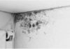 Simple and cost-effective tips for dealing with mold and peeling walls: Everyone can do it