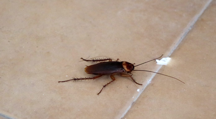 The Ultimate Guide: Cockroach Control for a Pest-Free Home