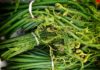 Unveiling the secret of the “longevity herb”, the shrimp-like bend, the valuable and abundant plant in Vietnam that no one eats