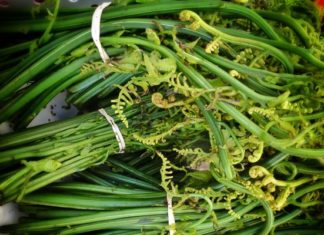 Unveiling the secret of the “longevity herb”, the shrimp-like bend, the valuable and abundant plant in Vietnam that no one eats