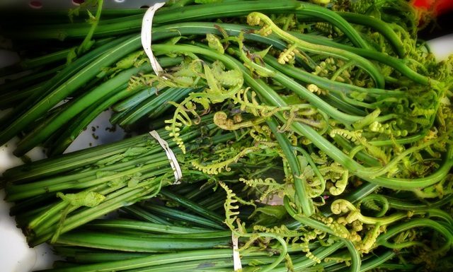Unveiling the secret of the “longevity herb”, the shrimp-like bend, the valuable and abundant plant in Vietnam that no one eats