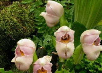 Born on this Lunar day, the child is easy to raise, grows up bold and prosperous