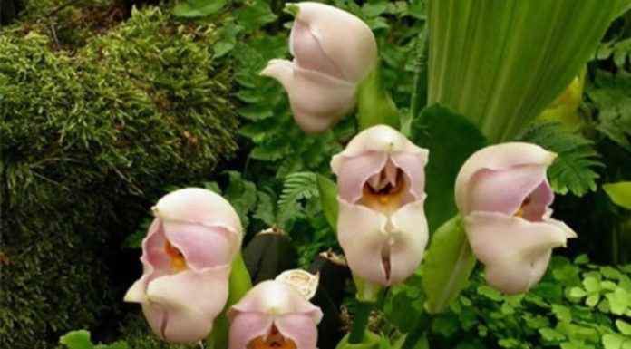 Born on this Lunar day, the child is easy to raise, grows up bold and prosperous