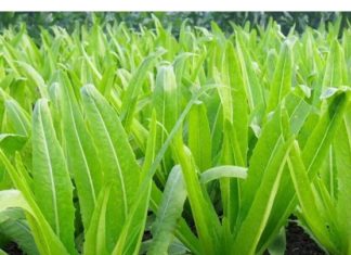 Budget-Friendly Greens Packed with More Calcium than Milk, Perfectly Delicious when Raw or Cooked