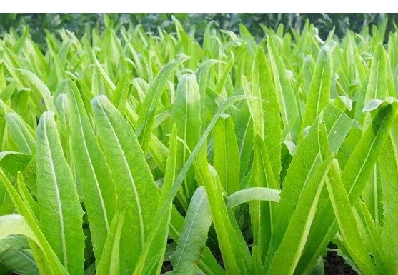 Budget-Friendly Greens Packed with More Calcium than Milk, Perfectly Delicious when Raw or Cooked