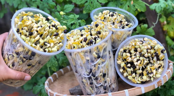 Whip up a nutritious and delicious egg stir-fry with these ingredients to delight your family on an autumn day