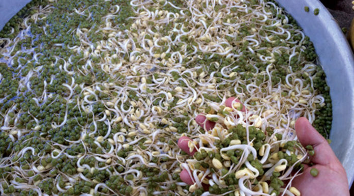 Discover 2 tons of durian treated with chemicals for faster ripening