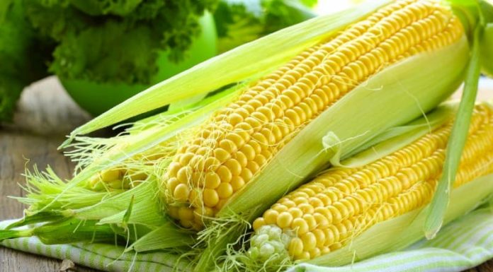 Can eating corn instead of rice help with weight loss?