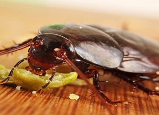 Fruit that terrifies cockroaches, a one-way ticket