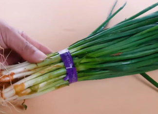 Window hanging herb: Powerful yet little-known tips