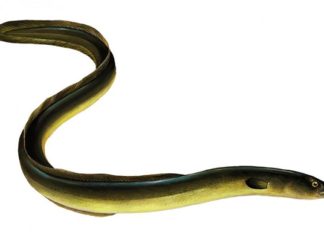 One type of fish is compared to ginseng: As beneficial as a shark, if you see it at the market, don’t hesitate to buy it