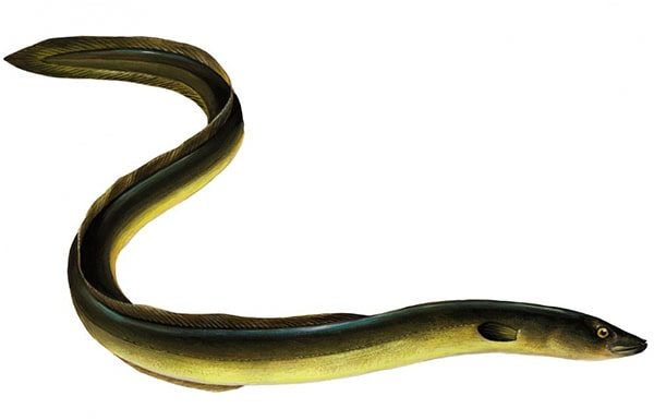 One type of fish is compared to ginseng: As beneficial as a shark, if you see it at the market, don’t hesitate to buy it