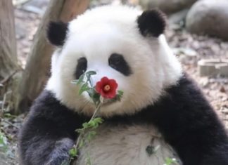 Get the latest collection of 99+ super cute and adorable panda wallpapers now