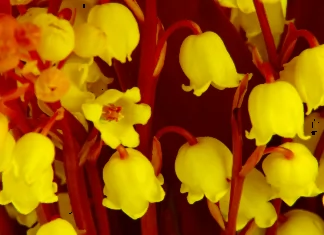 32+ Beautiful Flower Wallpapers for Phone and Computer to Inspire Your Emotions