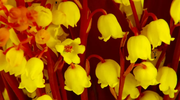 32+ Beautiful Flower Wallpapers for Phone and Computer to Inspire Your Emotions