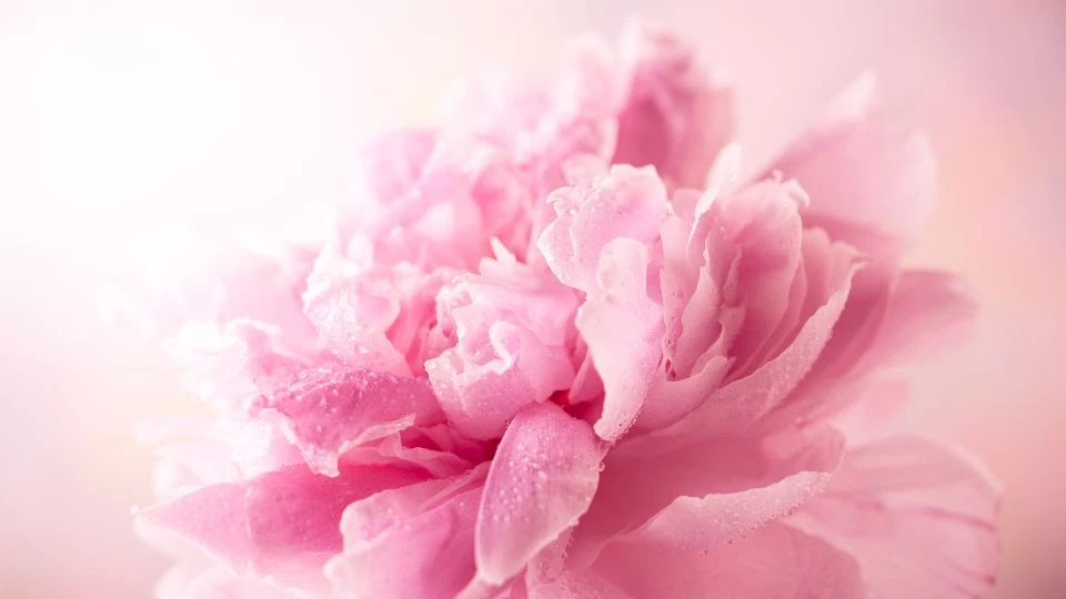 Beautiful, Eye-Catching Single Flower Computer Wallpapers: 50+ Stunning Designs for Love, Luck, and Prosperity