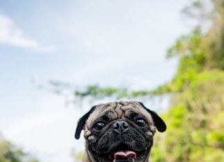 50+ Cute, Funny, and Cool Dog Wallpapers for Phones and Computers