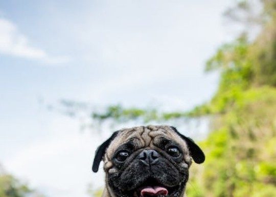 50+ Cute, Funny, and Cool Dog Wallpapers for Phones and Computers