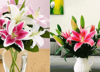 Add this spoonful to the flower vase, and the flowers will stay fresh and vibrant even after Tet holiday, without withering.