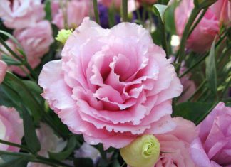 Planting these 5 types of marigold flowers is like “burying gold,” diligent children, harmonious family, prosperous wealth