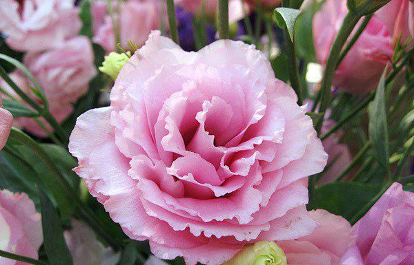 Planting these 5 types of marigold flowers is like “burying gold,” diligent children, harmonious family, prosperous wealth