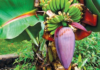A valuable part of the banana tree, perfect for making a delicious and nutritious salad