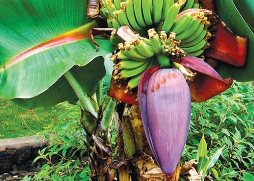 A valuable part of the banana tree, perfect for making a delicious and nutritious salad