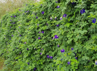 Flower Variety Growing on Fence Sells for Up to 1 Million VND/kg, Offers Both Natural Coloring and Health Benefits