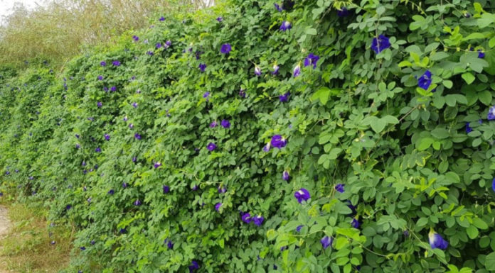 Flower Variety Growing on Fence Sells for Up to 1 Million VND/kg, Offers Both Natural Coloring and Health Benefits