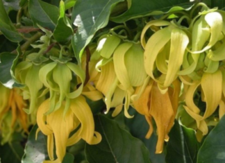 Should I plant a daisy flower at my front gate?